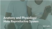 Anatomy and Physiology: Male Reproductive System