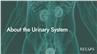 About the Urinary System